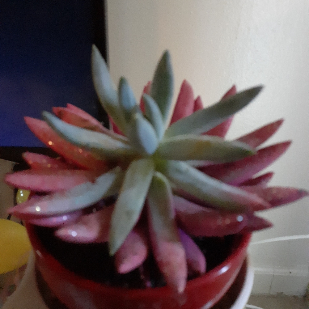 Painted Cactus
